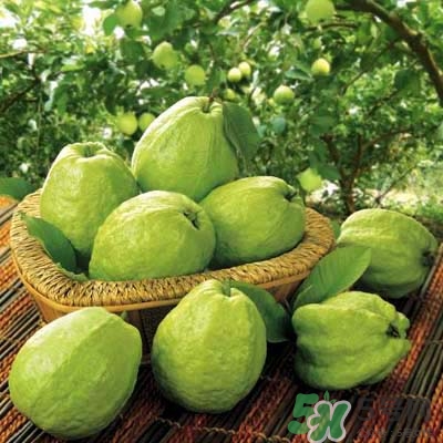 哺乳期可以吃番石榴嗎？哺乳期不能吃什么？