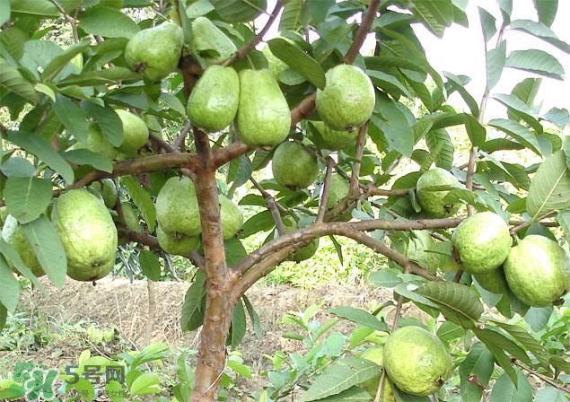 番石榴怎么選好吃？番石榴怎么判斷熟了？