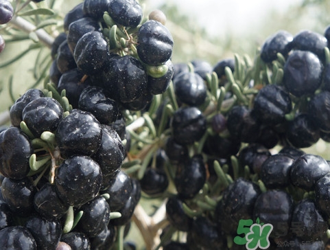 黑枸杞哪里的最好？黑枸杞怎么吃？