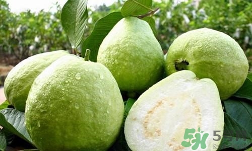 孕婦可以吃番石榴嗎？孕婦吃番石榴對胎兒好嗎？