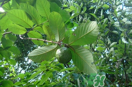 番石榴葉子能治糖尿病嗎？番石榴葉降血糖嗎？