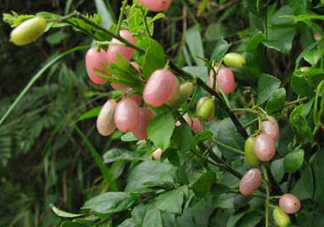 山黃皮就是黃皮果嗎？山黃皮和黃皮果的區(qū)別