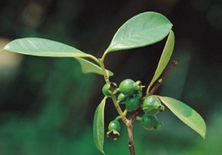 番石榴葉茶怎么做？番石榴葉茶的副作用