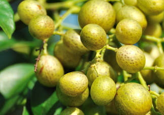 山黃皮怎么做好吃？山黃皮有什么藥用價(jià)值