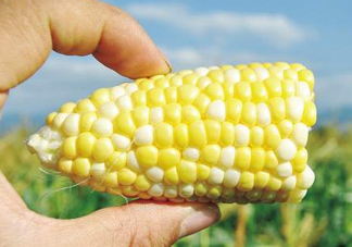 玉米和桃子能一起吃？桃子可以和玉米一起吃嗎？