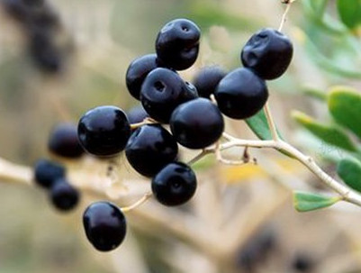 黑枸杞什么時候成熟？黑枸杞什么時候采摘