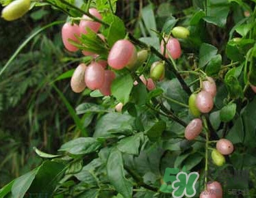 山黃皮就是黃皮果嗎？山黃皮和黃皮果的區(qū)別