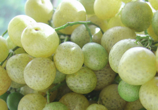 山黃皮怎么腌制成甜的？山黃皮醬的制作方法