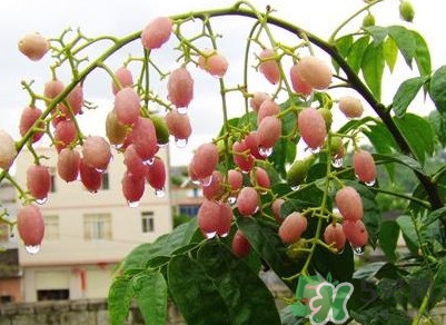 山黃皮怎么做好吃？山黃皮有什么藥用價值