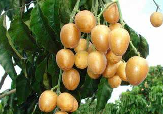 山黃皮的功效是什么？山黃皮的功效與作用