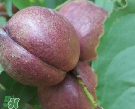 黑桃水果是什么品種？黑桃是酸性還是堿性