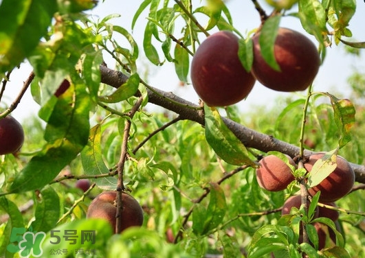 黑桃水果是什么品種？黑桃是酸性還是堿性