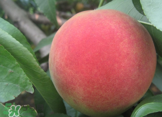 久保桃好吃嗎？久保桃什么時(shí)候成熟？