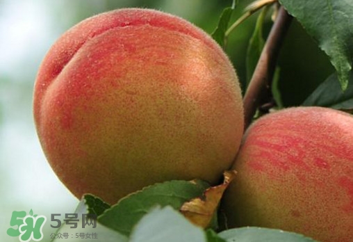 血桃吃了有什么好處？仙桃和血桃有什么區(qū)別