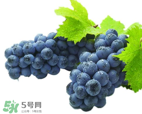 夏黑是葡萄還是提子_葡萄和提子的區(qū)別_提子和葡萄哪個(gè)好 夏黑是葡萄還是提子_葡萄和提子的區(qū)別_提子和葡萄哪個(gè)好