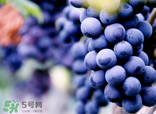 夏黑葡萄幾月成熟？夏黑葡萄幾月份上市？