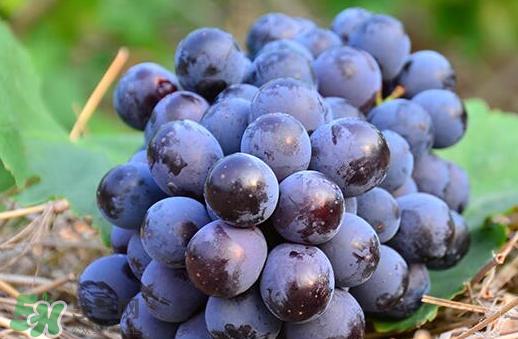 夏黑葡萄幾月成熟？夏黑葡萄幾月份上市？