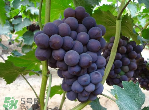 夏黑葡萄多少錢一斤？夏黑葡萄怎么挑選？