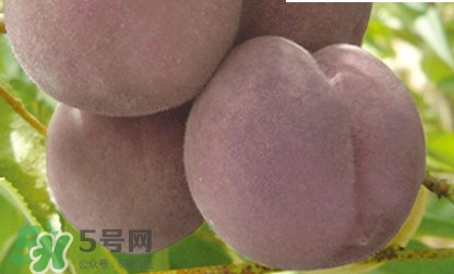 黑桃是什么水果？吃黑桃有什么好處？