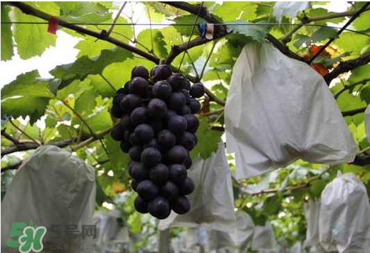 夏黑葡萄怎么洗？夏黑葡萄怎么洗才干凈？
