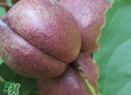 黑桃怎么做好吃？黑桃怎么吃最有營養(yǎng)價值