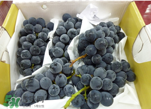 巨峰和夏黑哪個(gè)好吃？哪個(gè)貴？有什么區(qū)別？