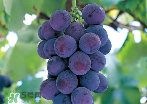 巨峰和夏黑哪個(gè)好吃？哪個(gè)貴？有什么區(qū)別？