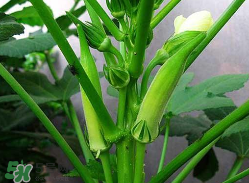 七月份可以種秋葵嗎？黃秋葵可以在7月播種嗎？