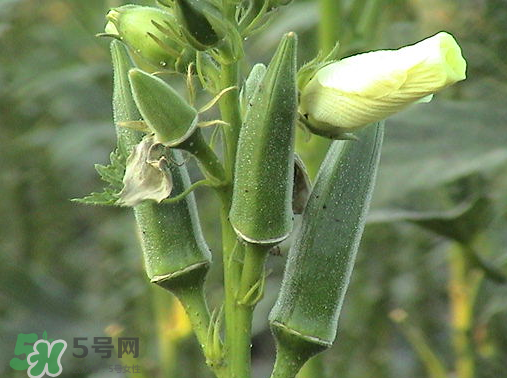 七月份可以種秋葵嗎？黃秋葵可以在7月播種嗎？