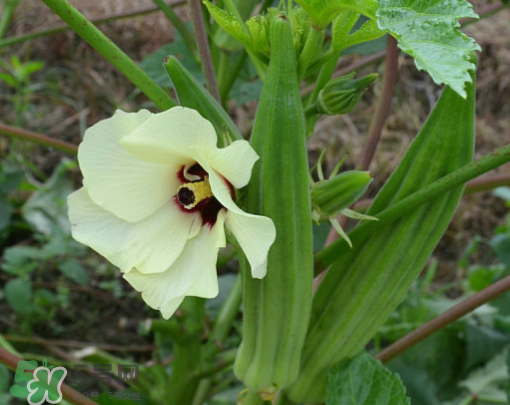 七月份可以種秋葵嗎？黃秋葵可以在7月播種嗎？