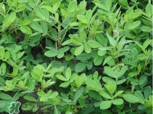 七月份可以種花生嗎？花生七月份可以種植嗎？