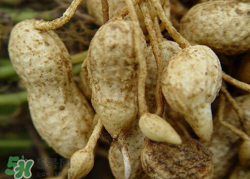 七月份可以種花生嗎？花生七月份可以種植嗎？