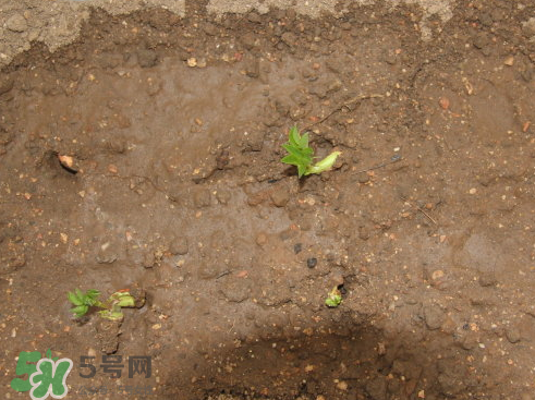 七月份可以種花生嗎？花生七月份可以種植嗎？