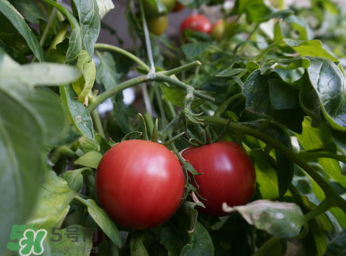 七月份能種西紅柿嗎？七月份大棚能種番茄嗎？