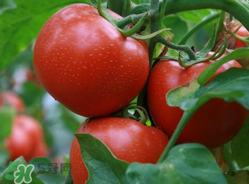 七月份能種西紅柿嗎？七月份大棚能種番茄嗎？