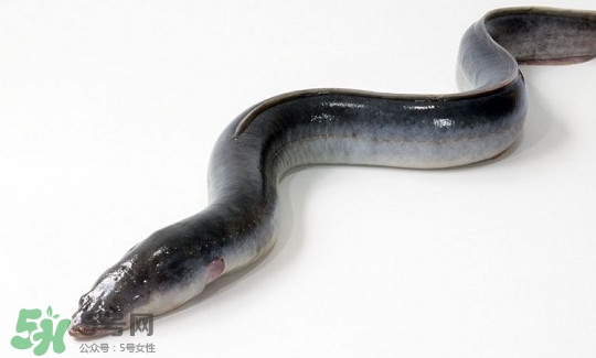 鰻魚有刺嗎？鰻魚有鱗嗎？