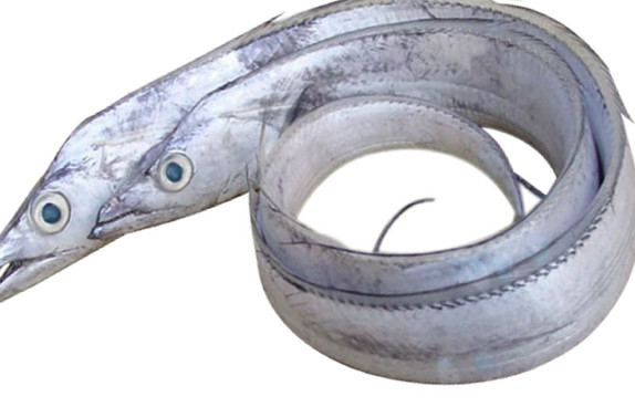 鰻魚是帶魚嗎？鰻魚和帶魚有什么區(qū)別