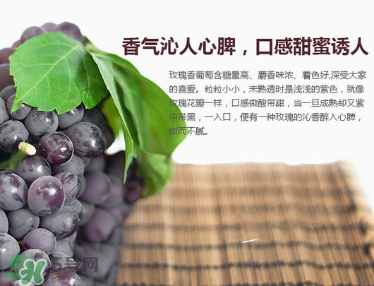 玫瑰香葡萄孕婦能吃嗎？孕婦可以吃玫瑰香葡萄嗎？