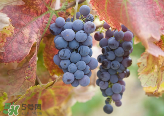 玫瑰香葡萄孕婦能吃嗎？孕婦可以吃玫瑰香葡萄嗎？