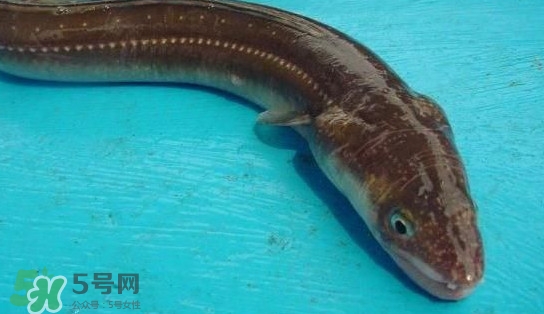 鰻魚多少錢一斤？野生鰻魚多少錢一斤