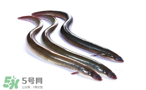 海鰻和河鰻哪個好吃？如何區(qū)分河鰻與海鰻