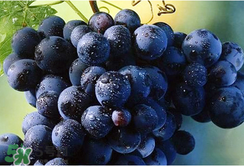 玫瑰香葡萄多少錢一斤？玫瑰香葡萄多少錢一斤2017？