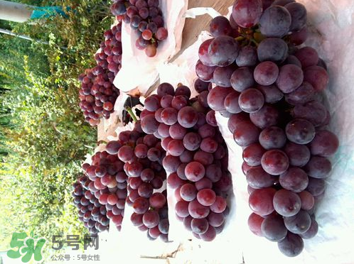 戶太八號葡萄什么時候套袋？戶太八號葡萄什么月份套袋？