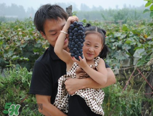 戶太八號葡萄什么時候套袋？戶太八號葡萄什么月份套袋？