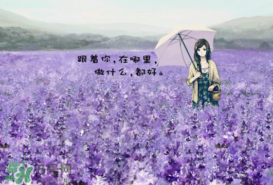 七月份還有薰衣草嗎？7月份還有薰衣草嗎？