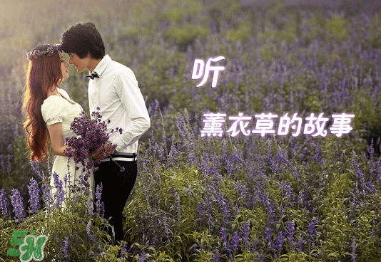 七月份還有薰衣草嗎？7月份還有薰衣草嗎？