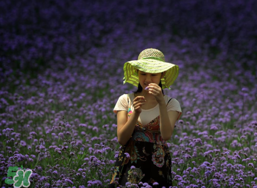 七月份還有薰衣草嗎？7月份還有薰衣草嗎？