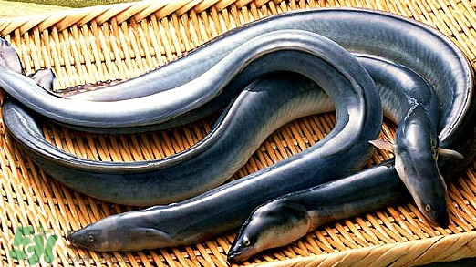 鰻魚有刺嗎？鰻魚有鱗嗎？