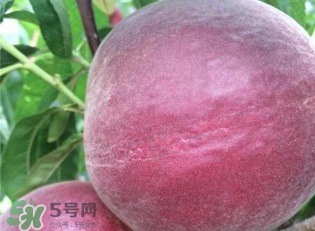 黑桃是什么水果？吃黑桃有什么好處？