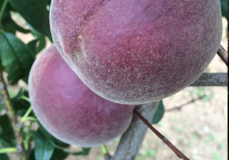 黑桃水果是什么品種？黑桃是酸性還是堿性